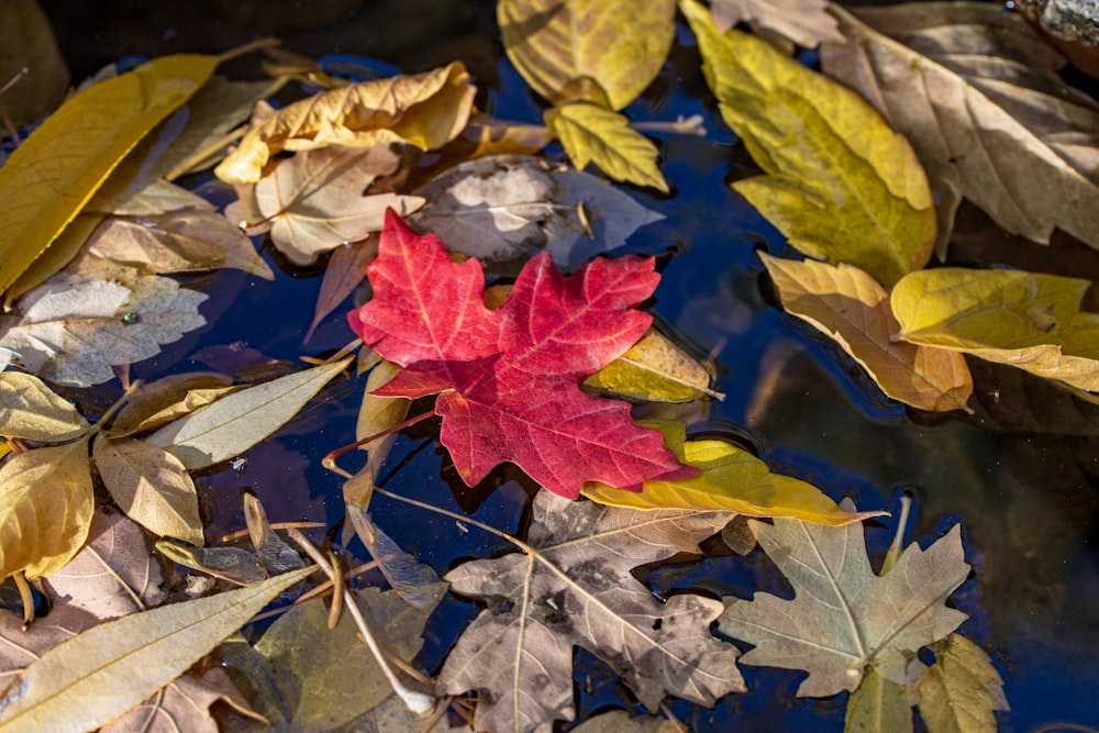 red and yellow maple leaves on water