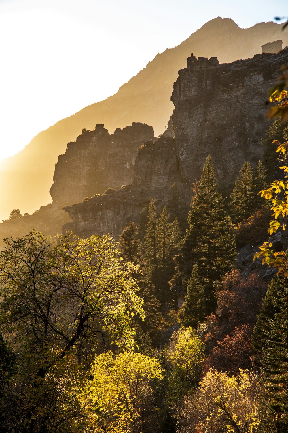 Grüne Bäume in der Nähe von Brown Mountain tagsüber