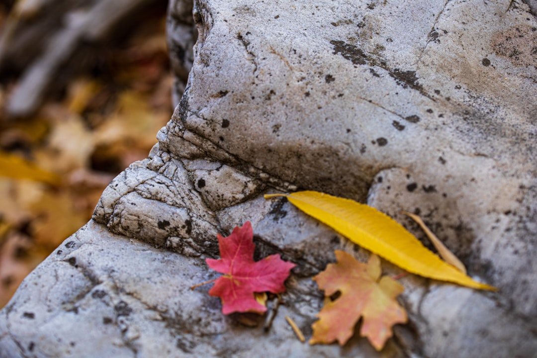 yellow and red maple leaf on ground