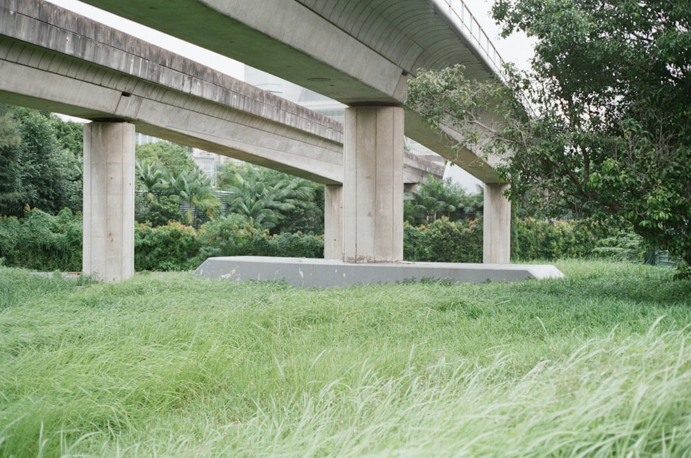 green grass under gray concrete bridge during daytime