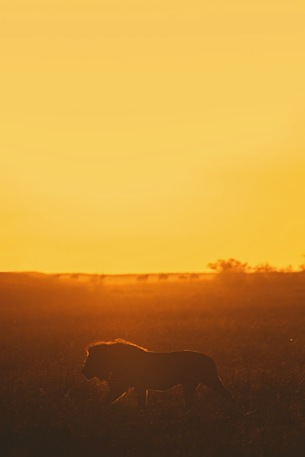 silhouette of dog during sunset