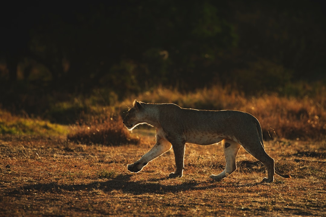 brown and black lioness walking on brown field during daytime