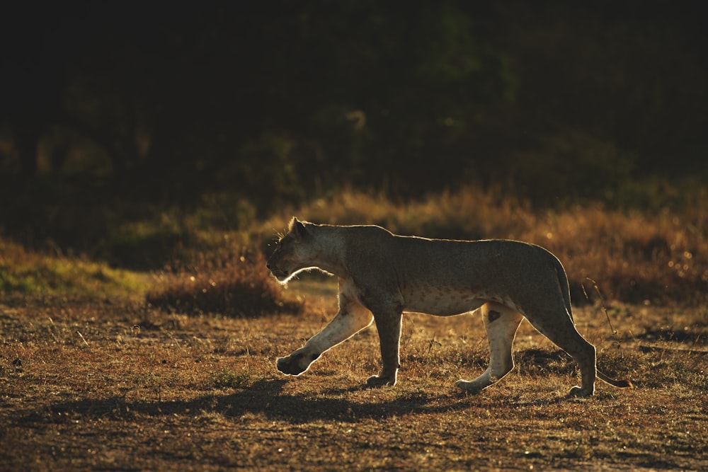 brown and black lioness walking on brown field during daytime