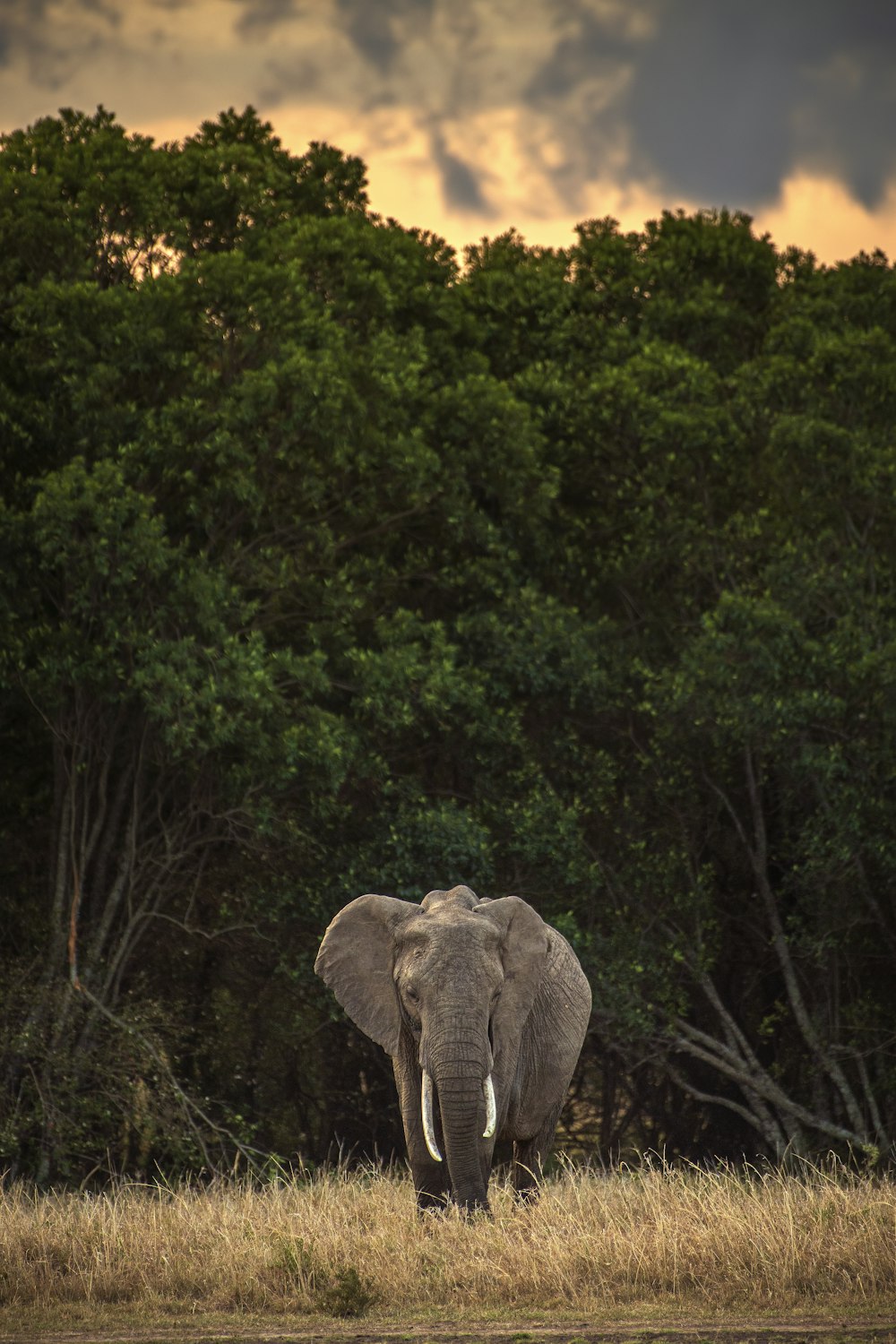 elephant standing on green grass field near green trees during daytime