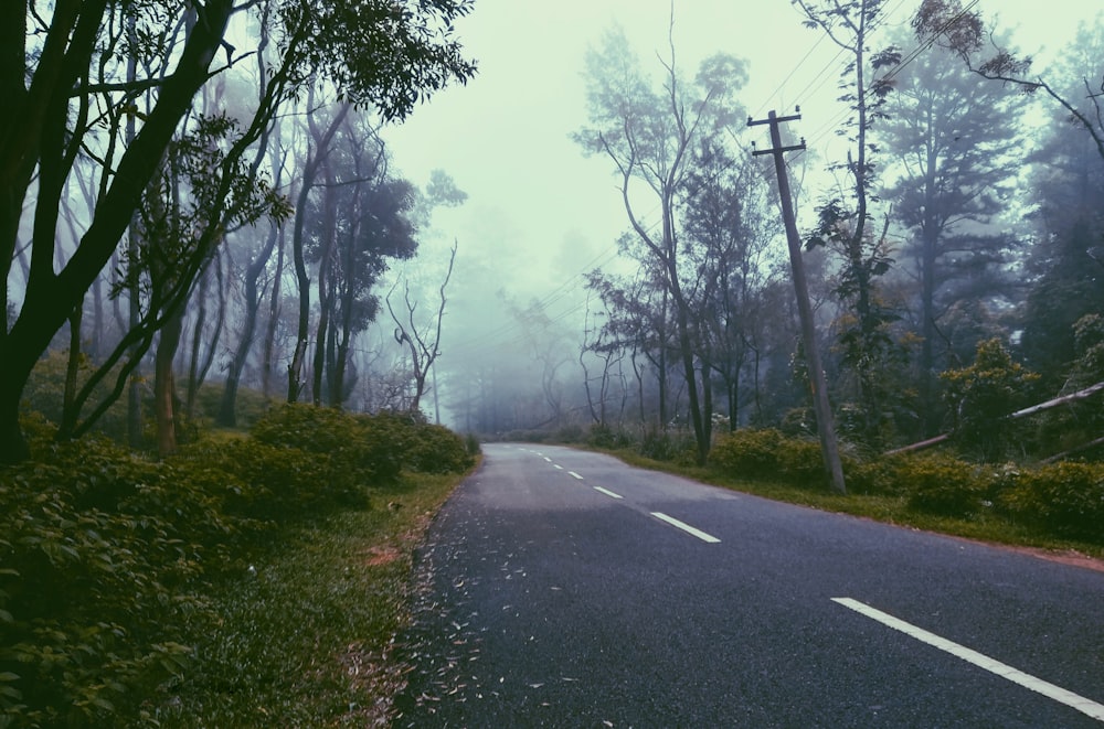 gray concrete road between green trees during foggy weather