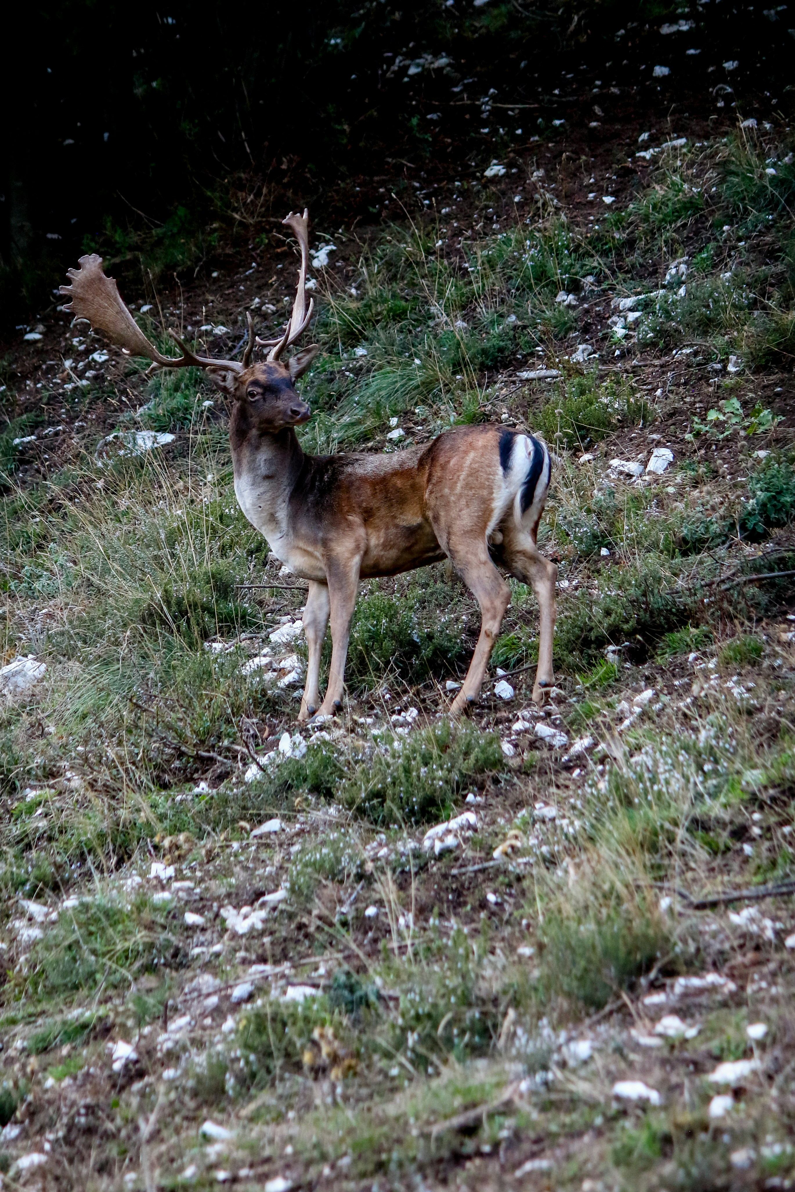 brown deer on green grass during daytime