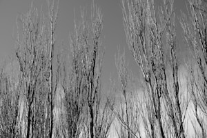 Quiet Forest