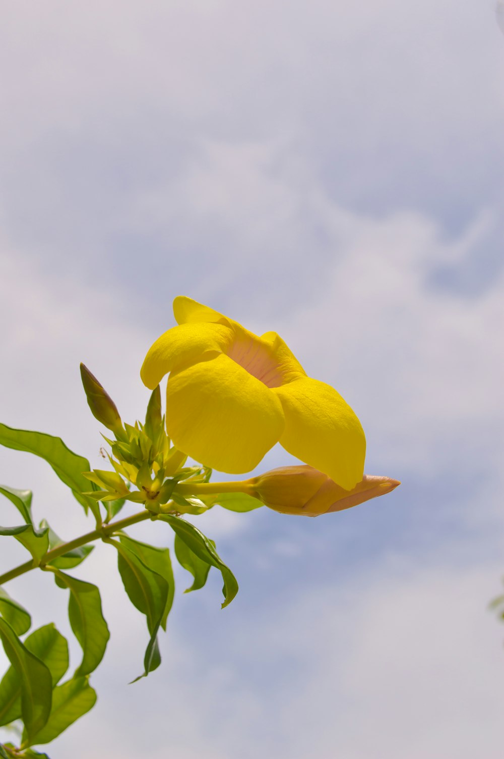 yellow flower under blue sky during daytime