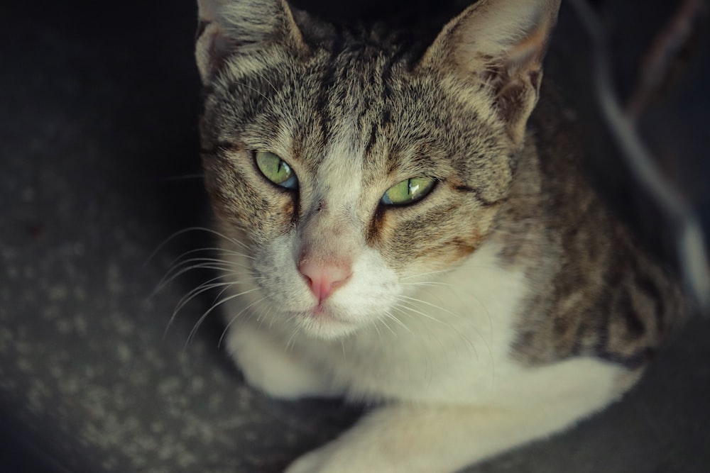 Gato atigrado marrón y blanco