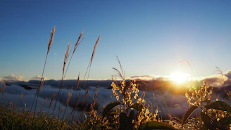 A serene sunrise over a blossoming garden symbolizing growth and new beginnings.