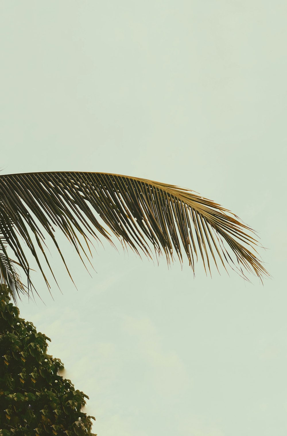 green palm tree under white sky during daytime