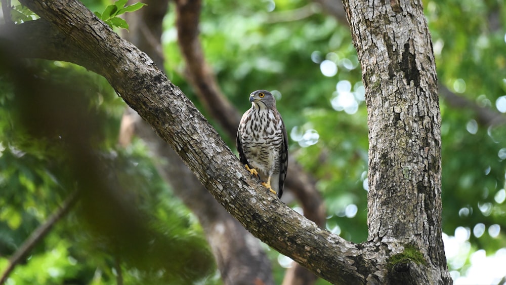 brown and white bird on tree branch during daytime