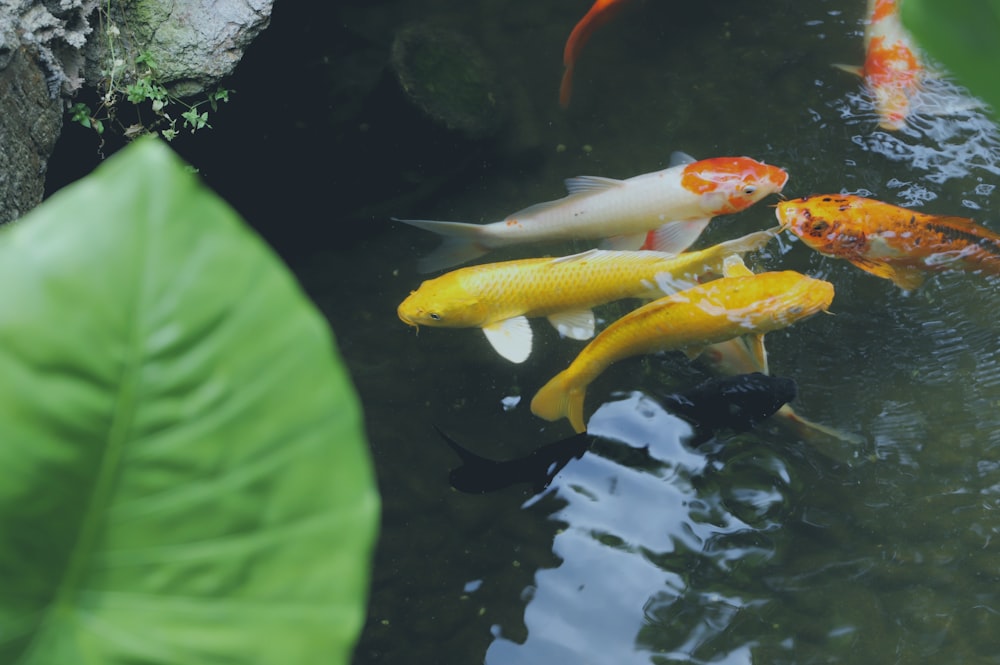 Peces koi naranjas y blancos en el agua