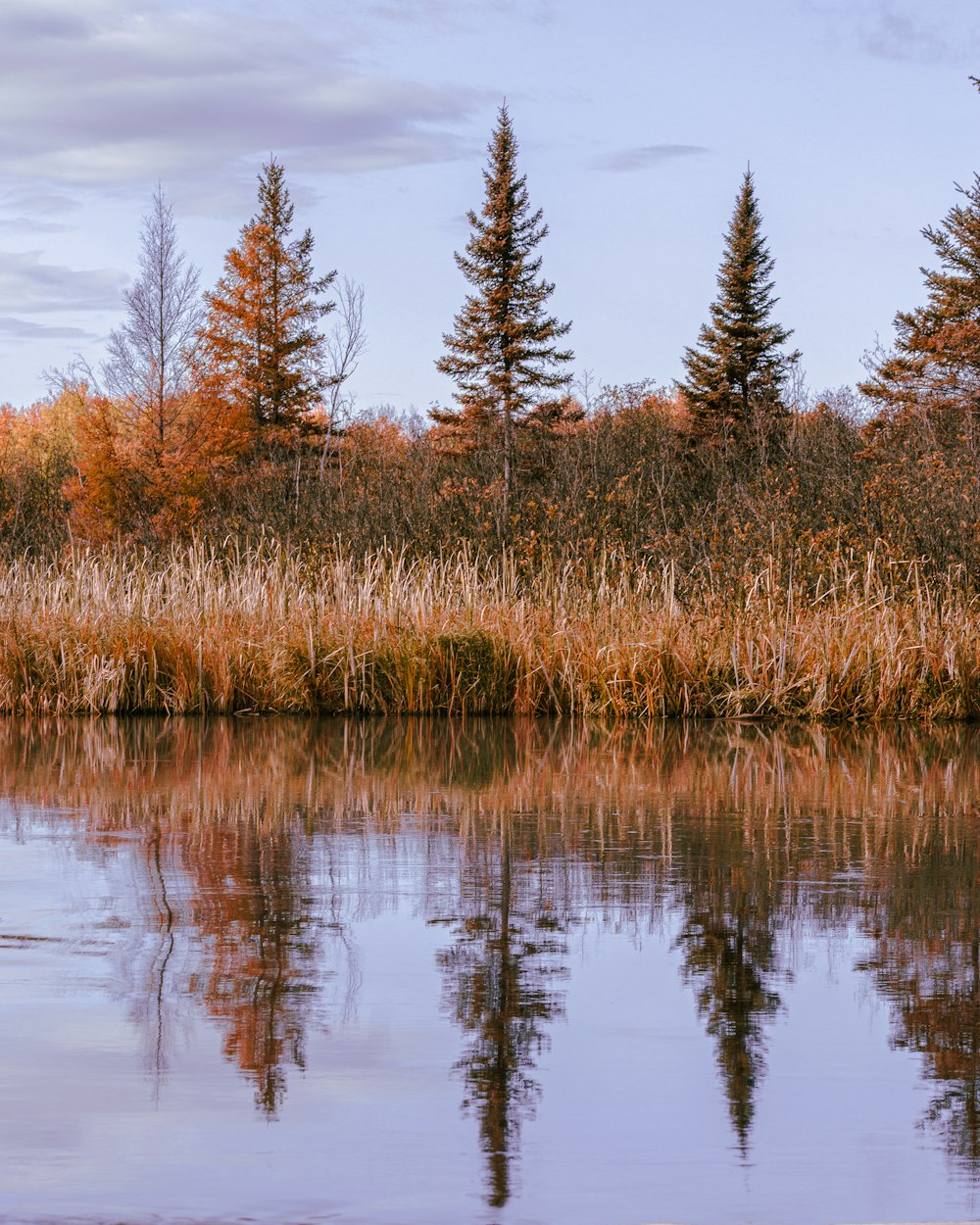 brown grass near body of water during daytime