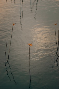 orange bird on body of water during daytime