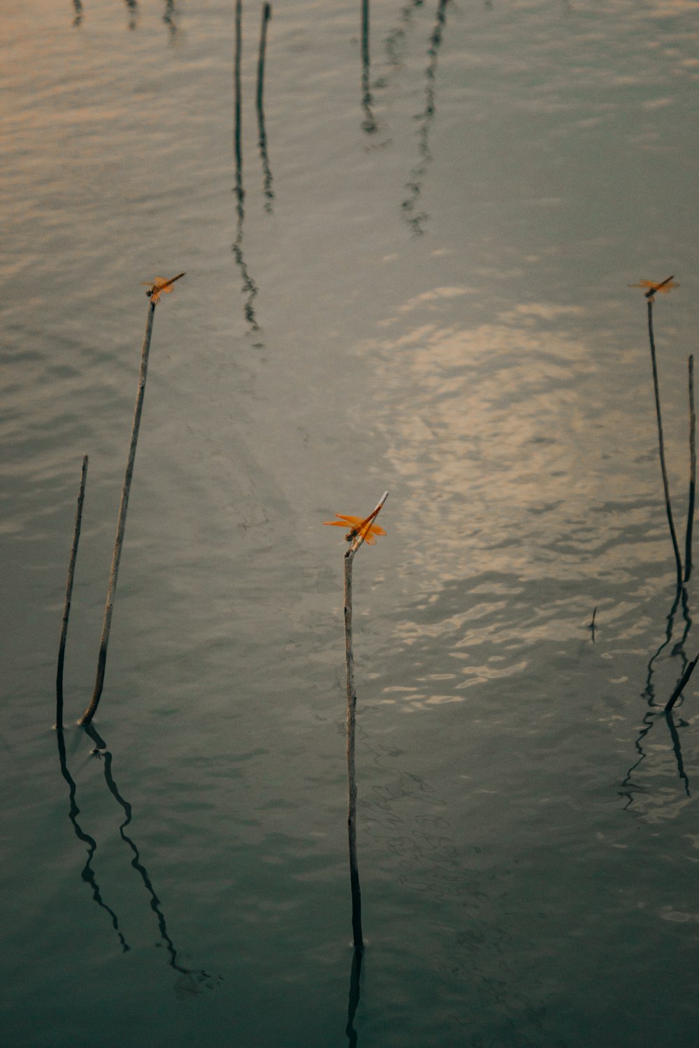 orange bird on body of water during daytime