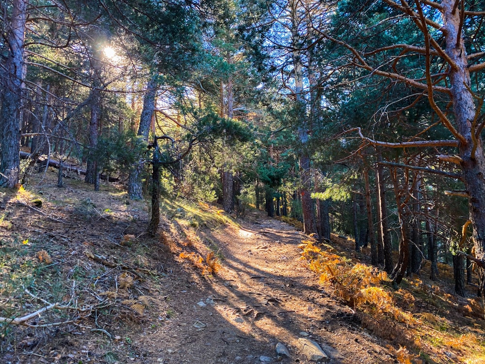 brown pathway between green trees during daytime