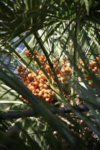 yellow round fruit on green grass during daytime