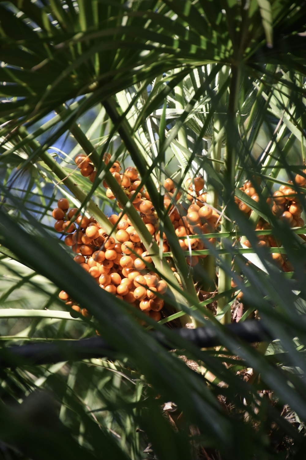 yellow round fruit on green grass during daytime