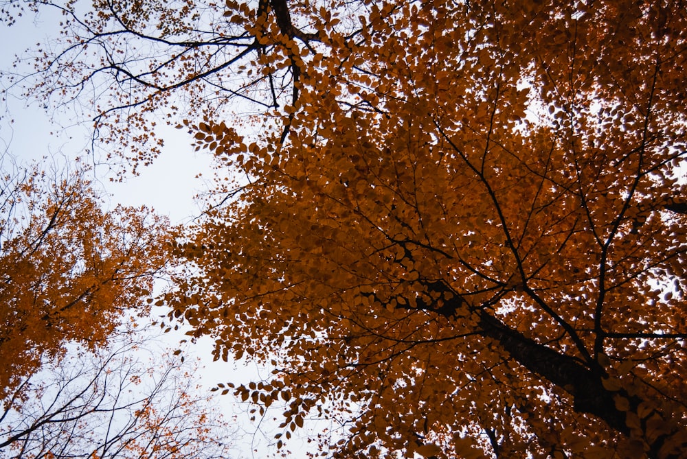 brown tree under blue sky during daytime