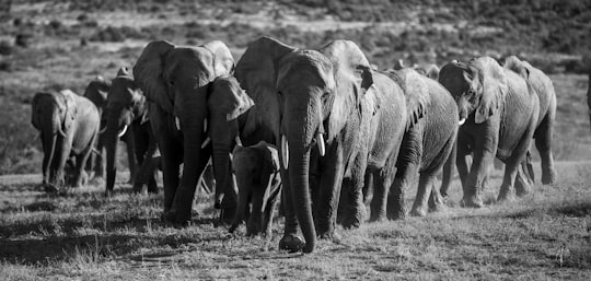 grayscale photo of group of elephants in Kwandwe Private Reserve South Africa