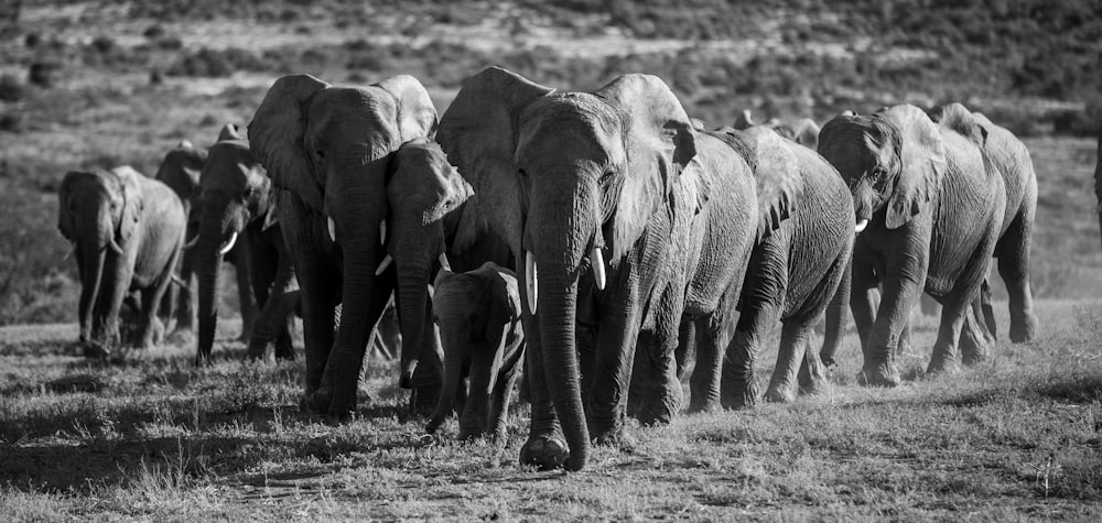 grayscale photo of group of elephants