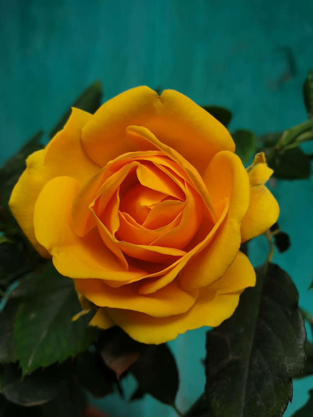 rosa gialla in fiore durante il giorno