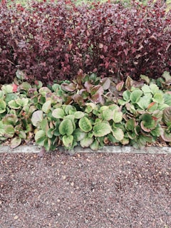 A garden scene with two rows of plants. The back row consists of dark red foliage, while the front row features large, green leaves with a hint of red. The plants are separated from a gravel path below.