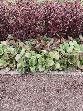 A garden scene with two rows of plants. The back row consists of dark red foliage, while the front row features large, green leaves with a hint of red. The plants are separated from a gravel path below.