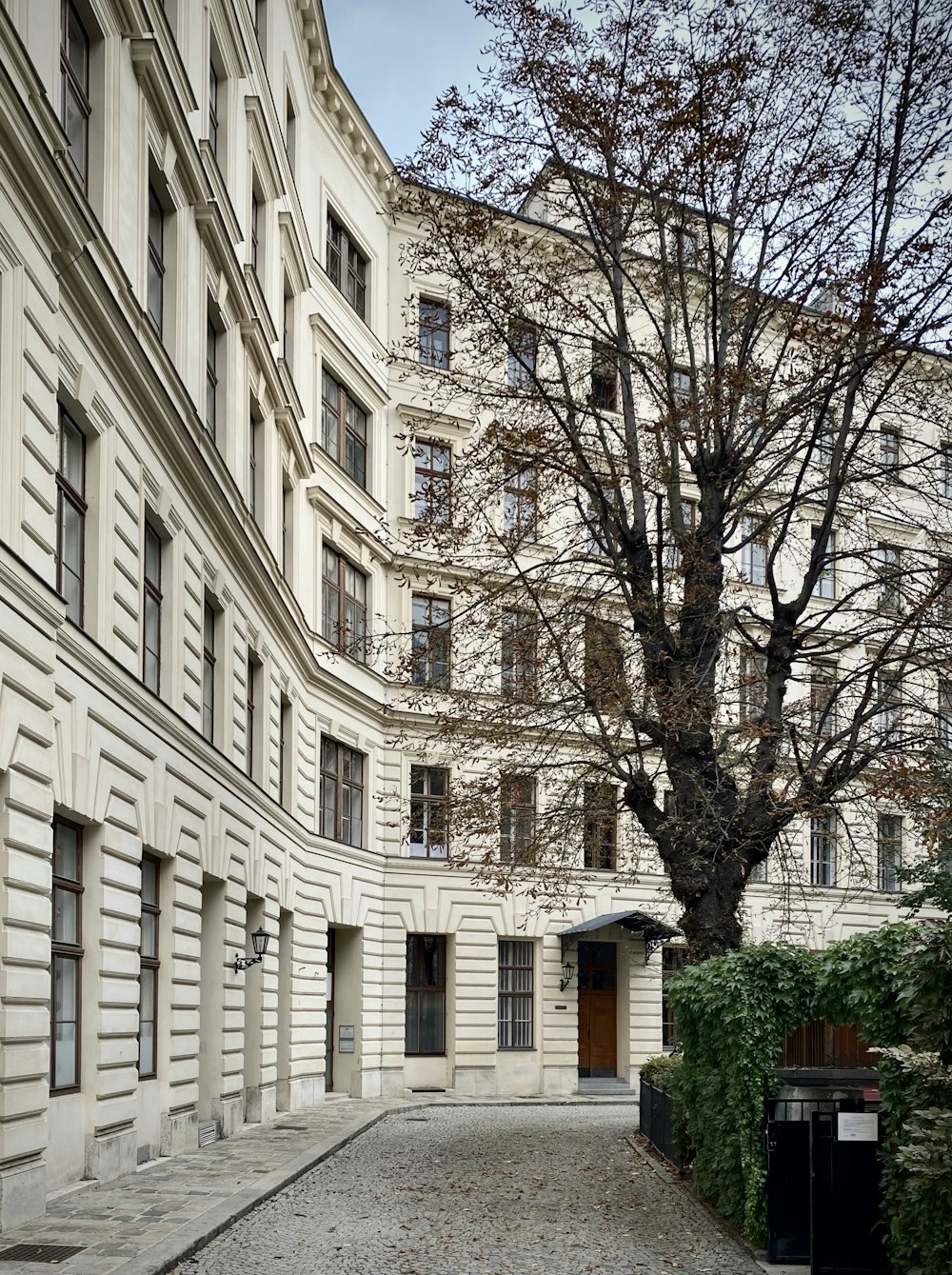 brown bare tree in front of white concrete building