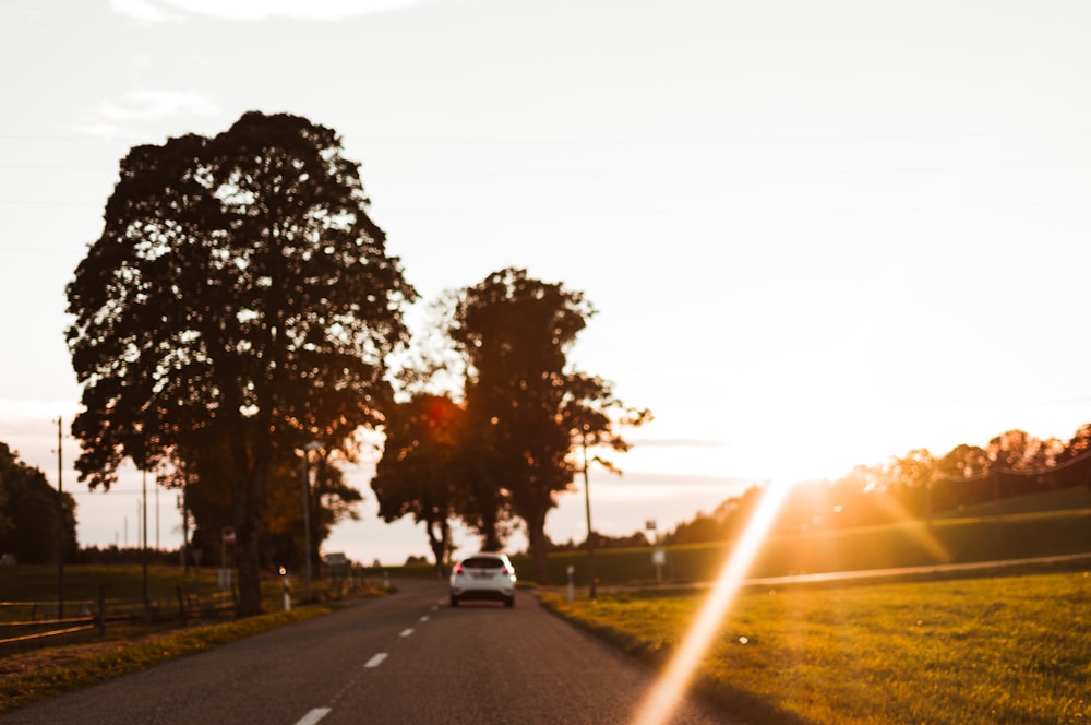 silhouette of trees on road during sunset