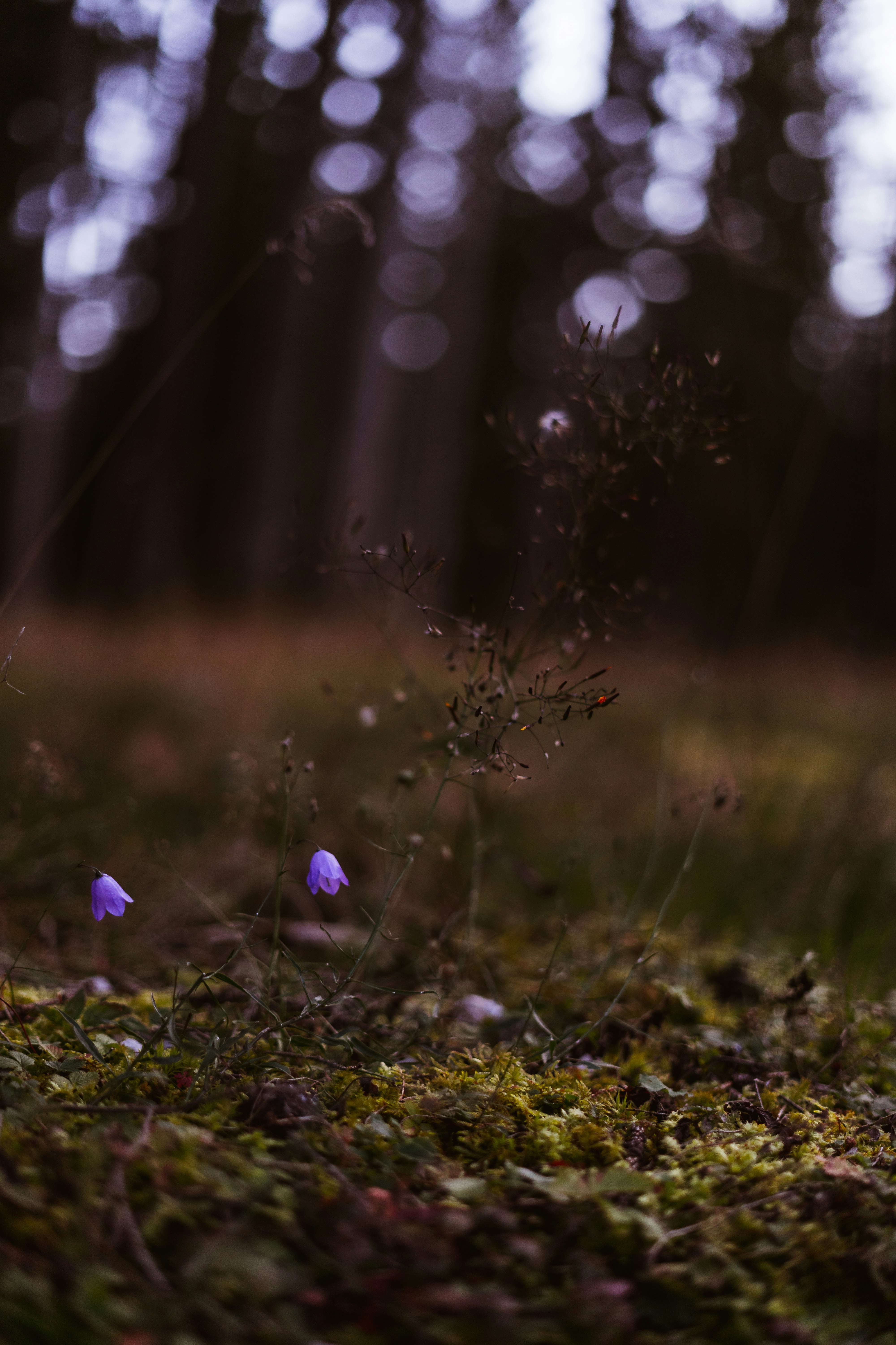 purple flower on green grass during daytime