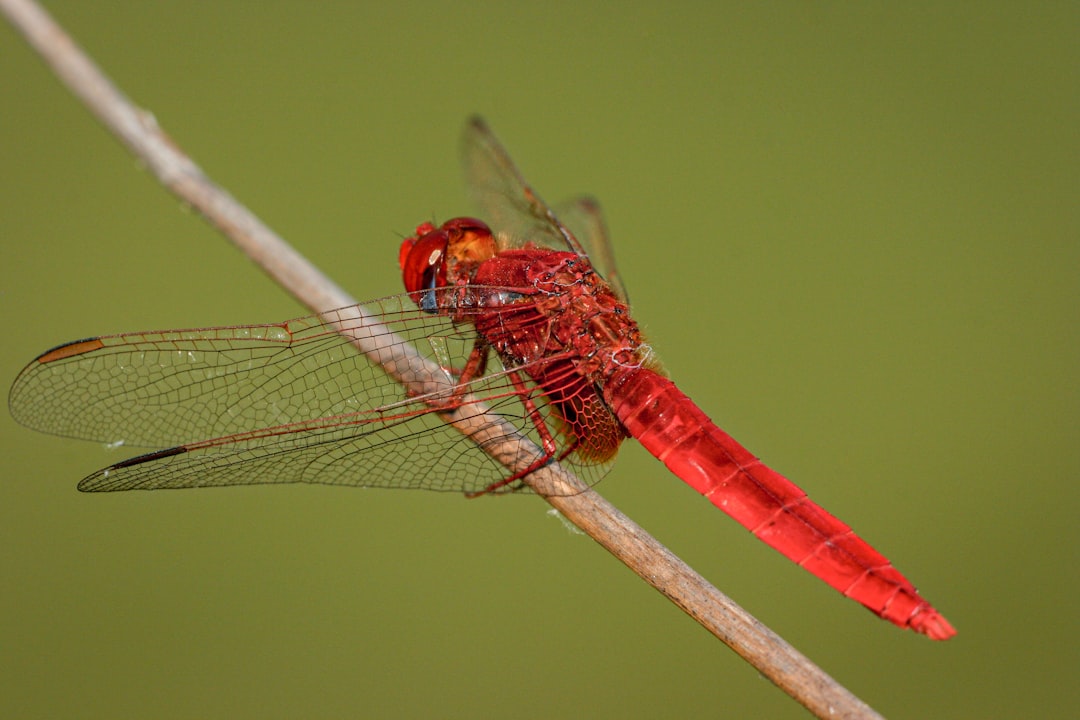 red and yellow dragonfly perched on brown stick in close up photography during daytime