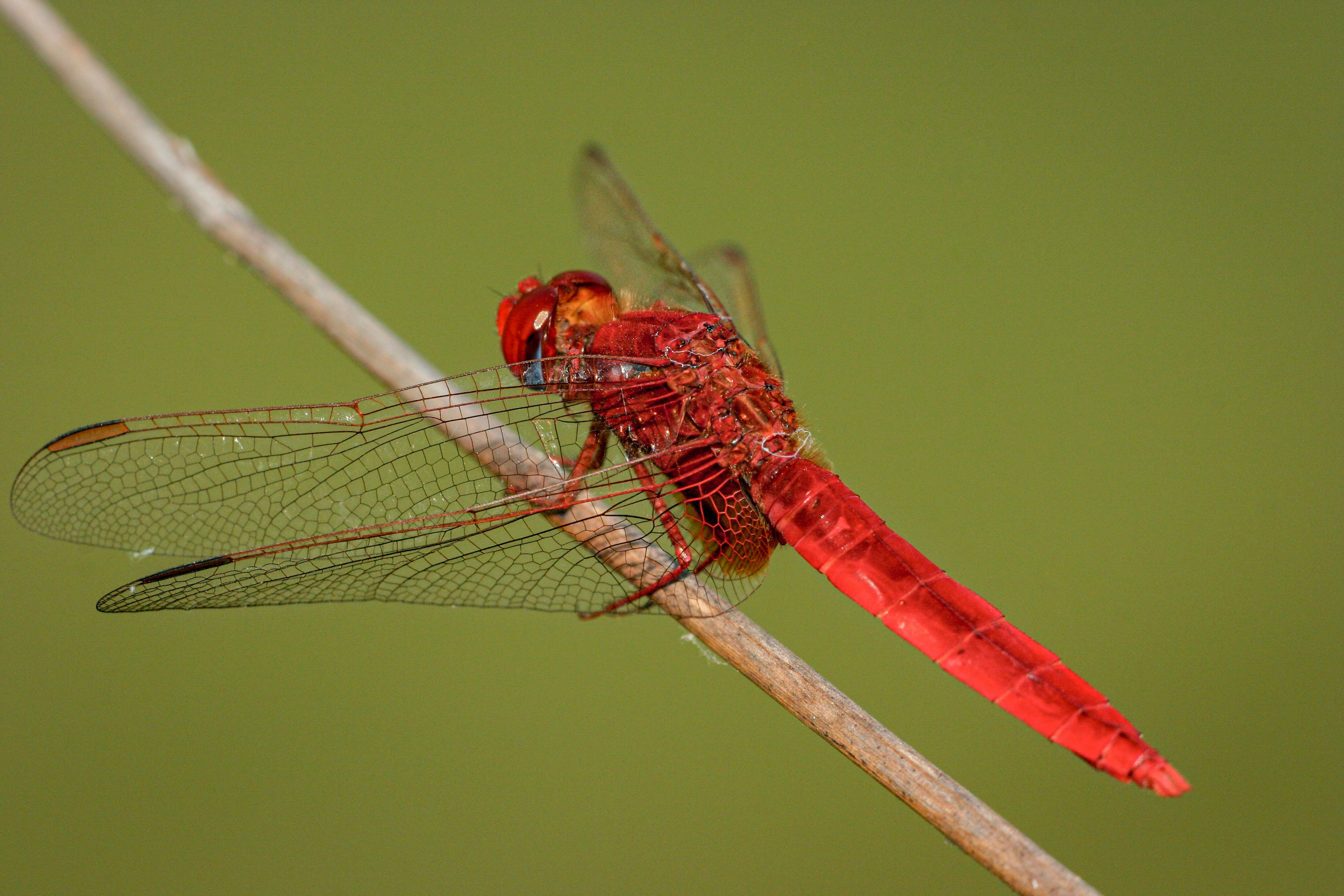 red and yellow dragonfly perched on brown stick in close up photography during daytime