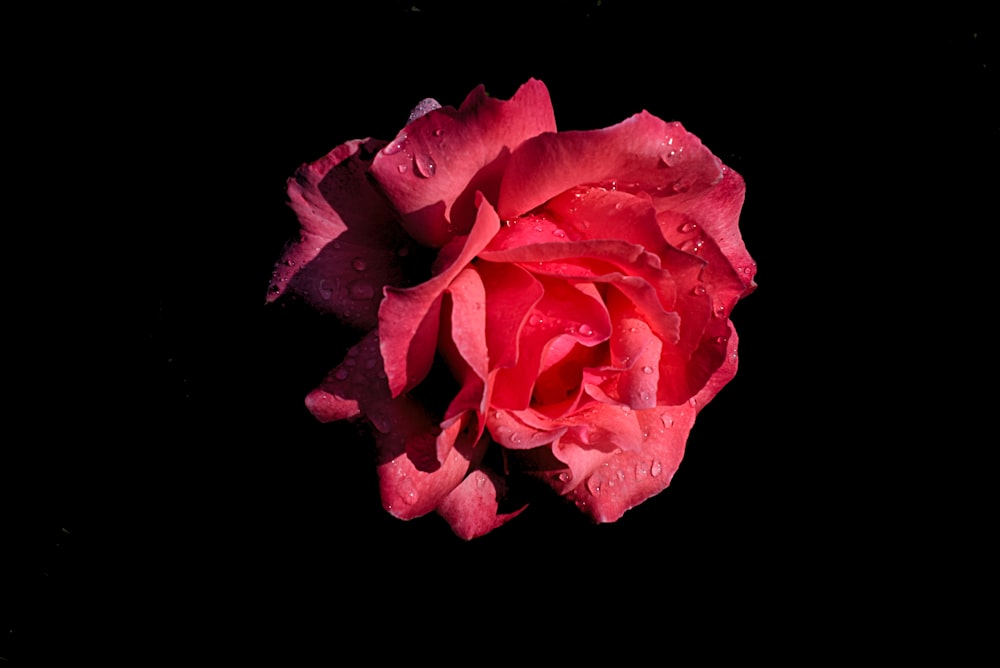 pink rose in black background
