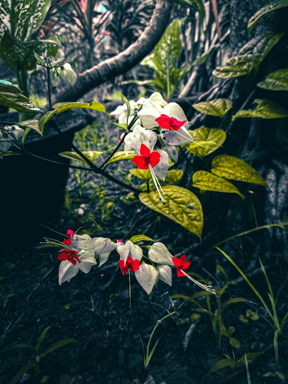 緑の葉と白と赤の花