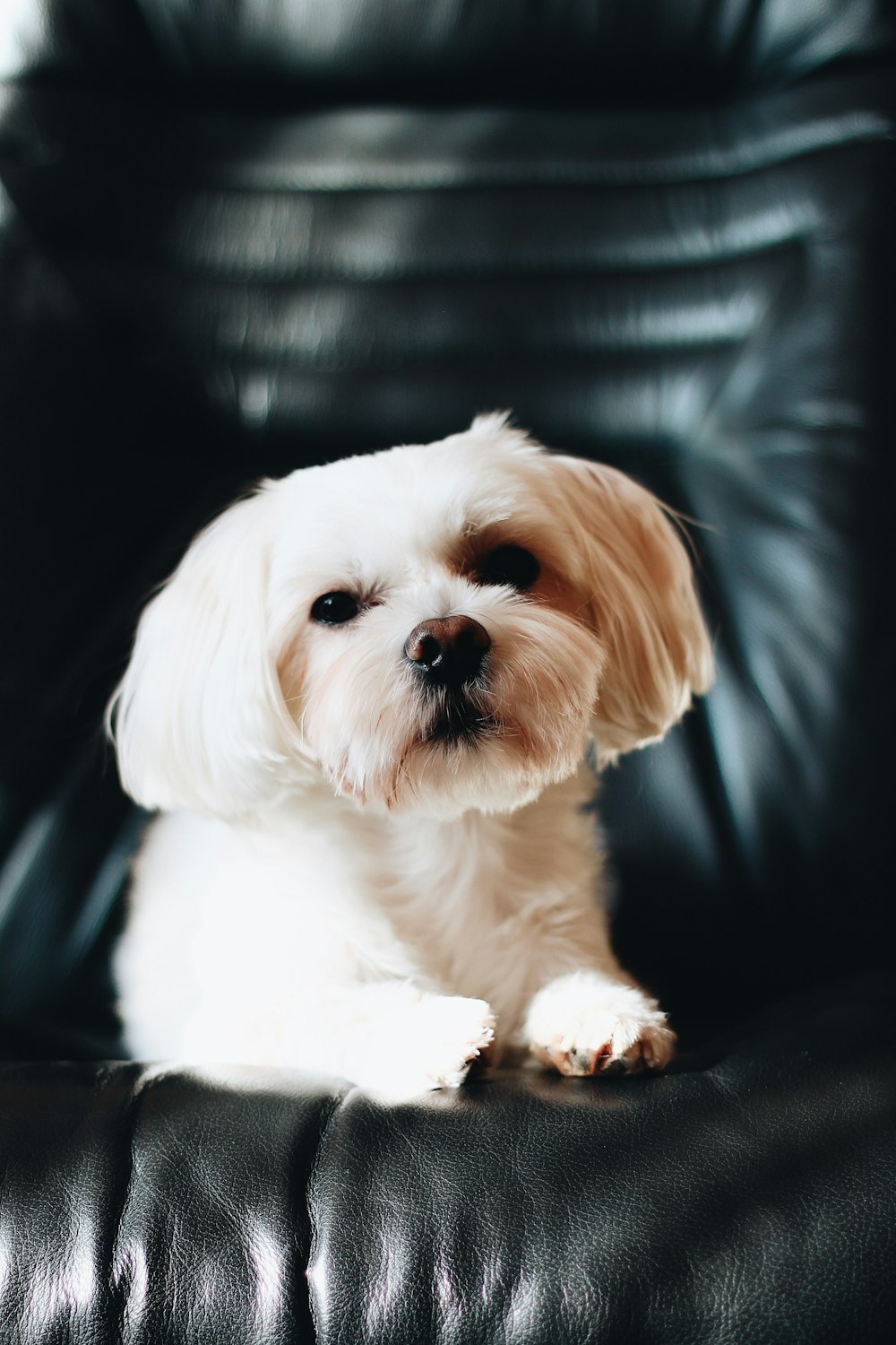 cão pequeno branco e marrom de pelagem longa
