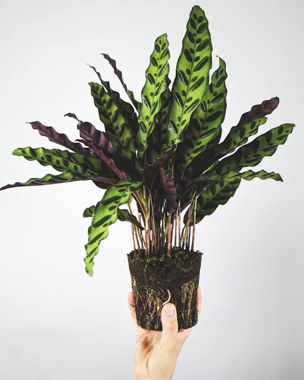 Bird of Paradise
