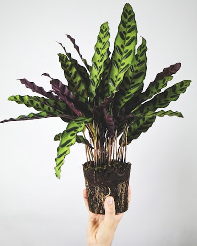 Pothos