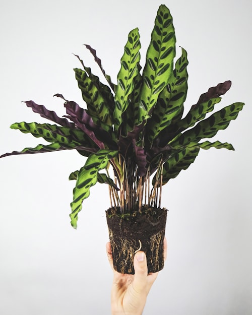 Zamioculcas