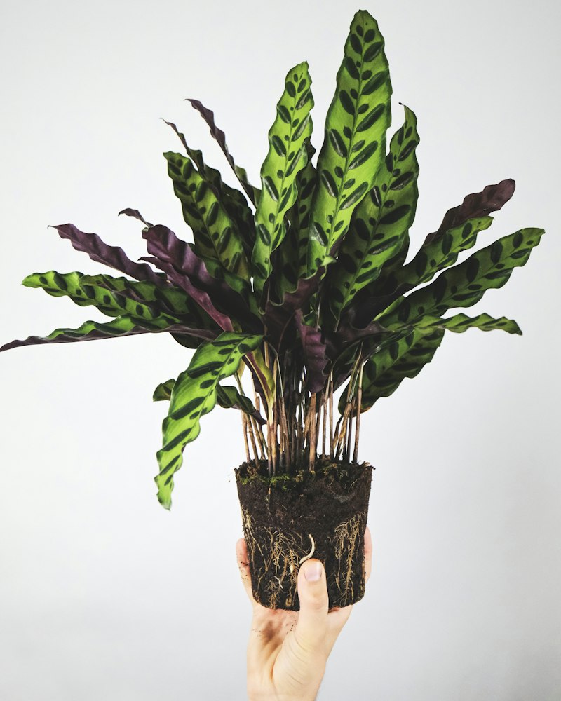 Sala decorada com plantas
