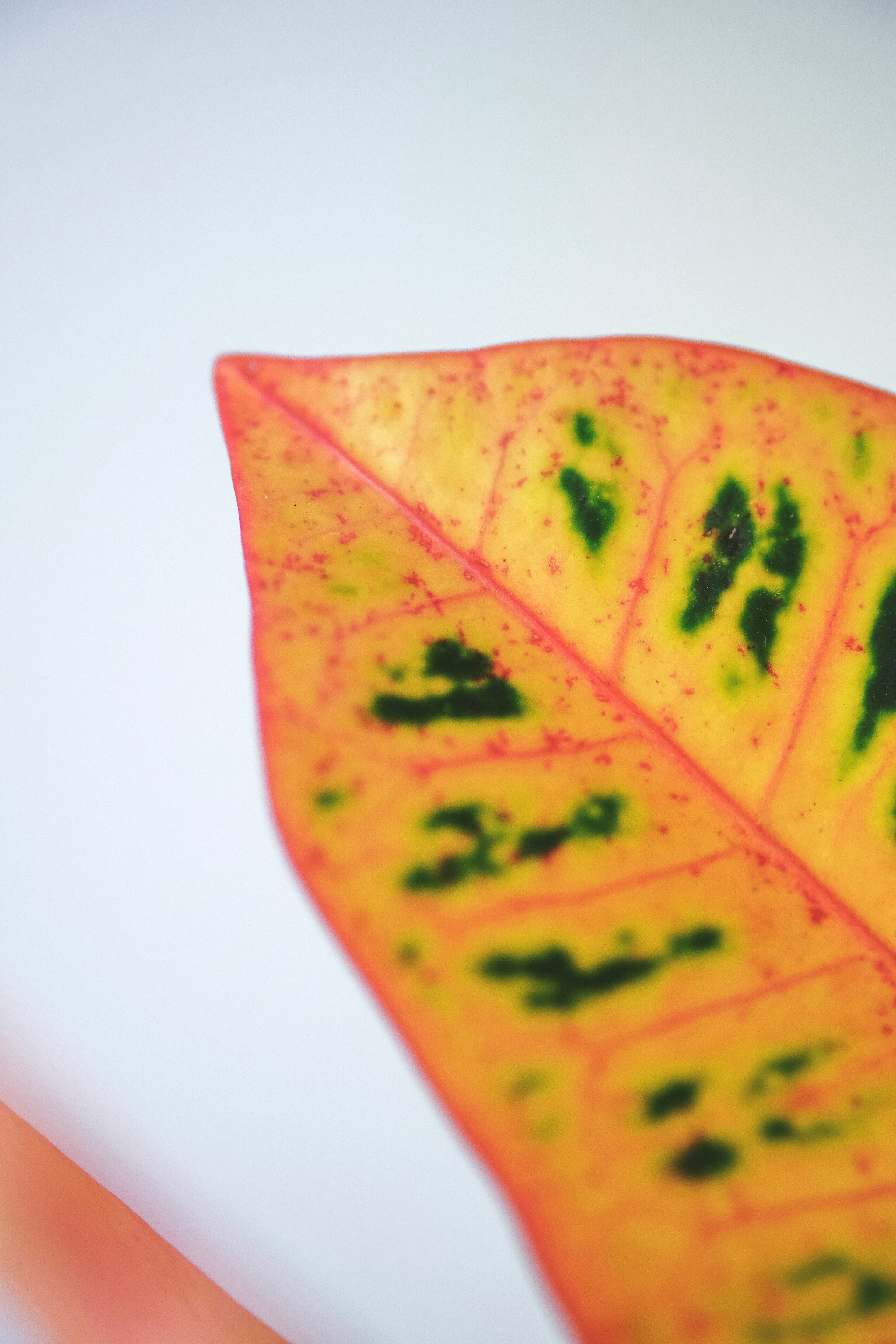 yellow and green leaf on white surface