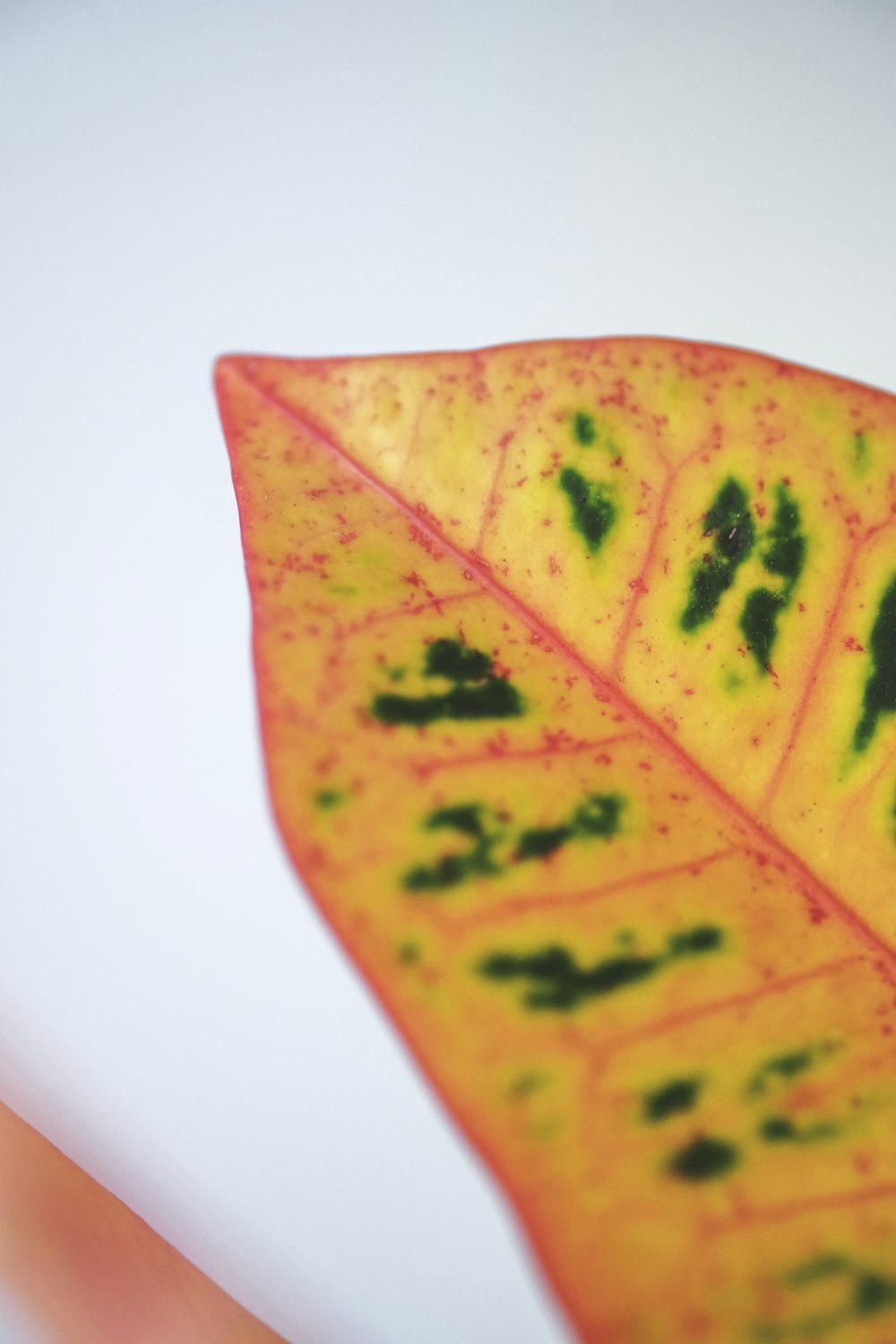 yellow and green leaf on white surface