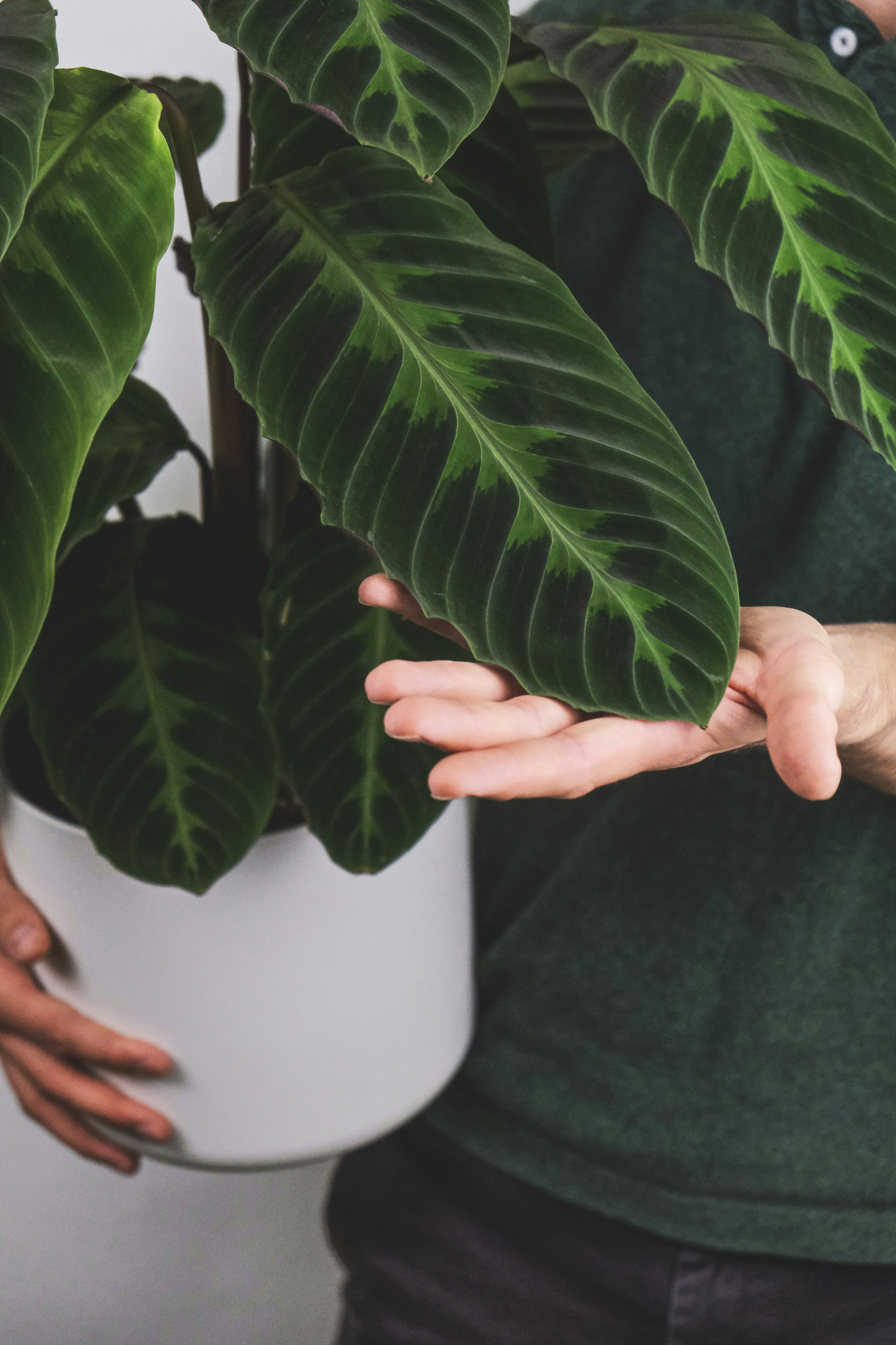 Photo by feeypflanzen