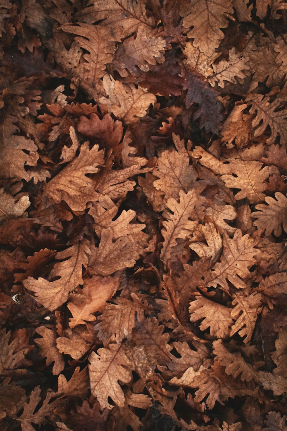 brown dried leaves on ground