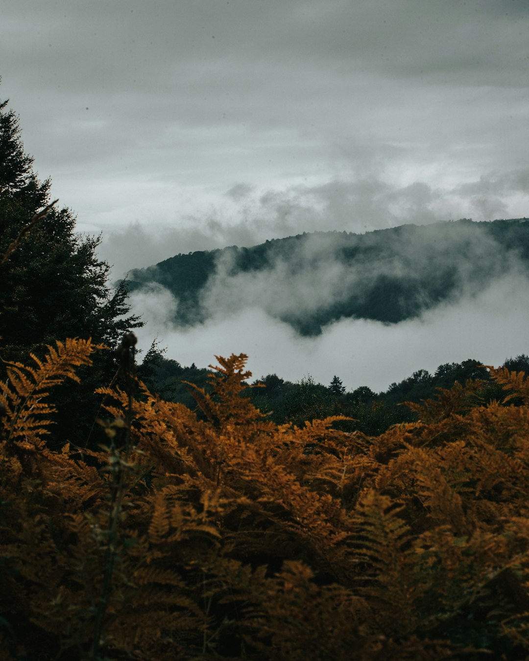 brown trees near mountain covered with clouds