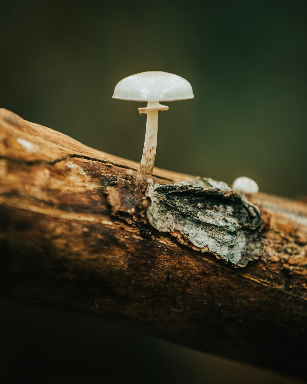cogumelo branco no tronco marrom da árvore