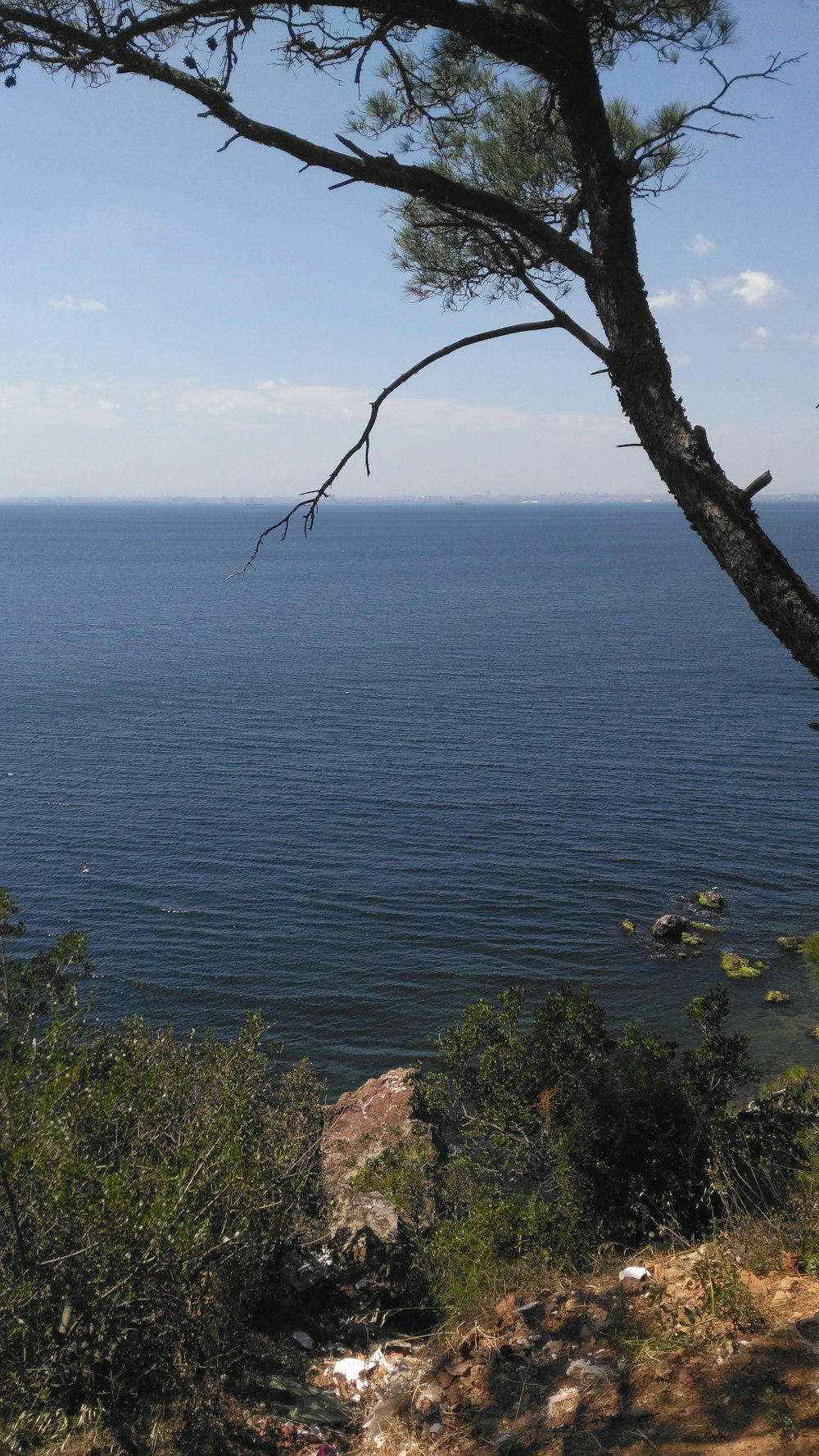 bare tree on cliff by the sea during daytime