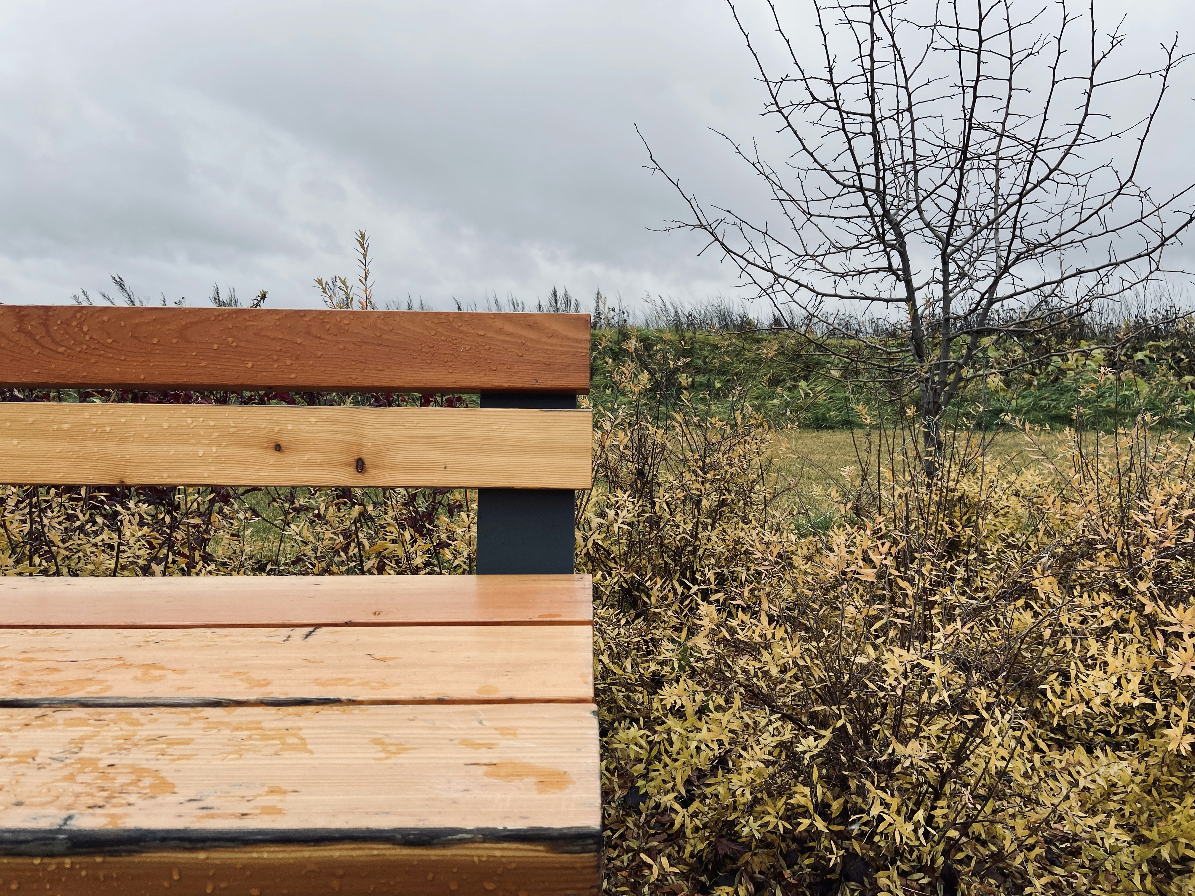 brown wooden bench on green grass field during daytime