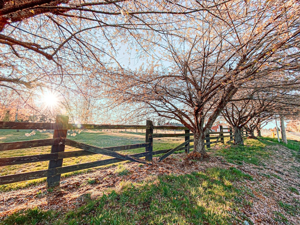 leafless trees on green grass field during daytime